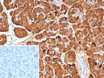 Pancreatic lipase/PNLIP Monoclonal Antibody (PNLIP/9040)