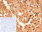 Pancreatic lipase/PNLIP Monoclonal Antibody (PNLIP/9042)