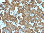 Cytochrome C (Mitochondrial Marker) Antibody in Immunohistochemistry (Paraffin) (IHC (P))
