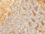 Cytochrome C (Mitochondrial Marker) Antibody in Immunohistochemistry (Paraffin) (IHC (P))