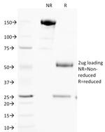 Cytochrome C (Mitochondrial Marker) Antibody in SDS-PAGE (SDS-PAGE)