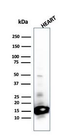 Cytochrome C (Mitochondrial Marker) Antibody in Western Blot (WB)