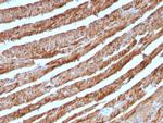 Cytochrome C (Mitochondrial Marker) Antibody in Immunohistochemistry (Paraffin) (IHC (P))