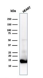 Cytochrome C (Mitochondrial Marker) Antibody in Western Blot (WB)