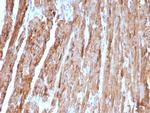 Cytochrome C (Mitochondrial Marker) Antibody in Immunohistochemistry (Paraffin) (IHC (P))