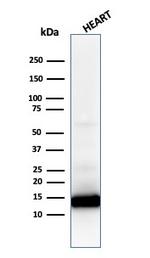 Cytochrome C (Mitochondrial Marker) Antibody in Western Blot (WB)