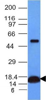 Cytochrome C (Mitochondrial Marker) Antibody in Western Blot (WB)