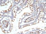 TREM2 (Triggering Receptor Expressed On Myeloid Cells 2) Antibody in Immunohistochemistry (Paraffin) (IHC (P))
