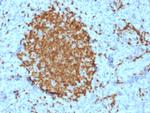 BOB.1 Monoclonal Antibody (BOB1, 2421)