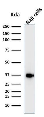 BOB.1 Antibody in Western Blot (WB)