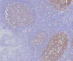 BOB.1 (B-Cell Marker) Antibody in Immunohistochemistry (Paraffin) (IHC (P))