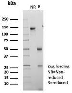 BOB.1 (B-Cell Marker) Antibody in SDS-PAGE (SDS-PAGE)
