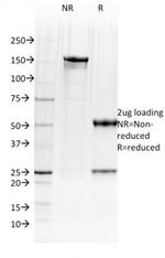BOB.1 (B-Cell Marker) Antibody in SDS-PAGE (SDS-PAGE)