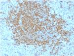 BOB.1 (B-Cell Marker) Antibody in Immunohistochemistry (Paraffin) (IHC (P))