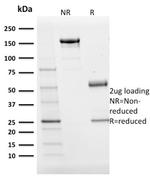 BOB.1 Antibody in SDS-PAGE (SDS-PAGE)