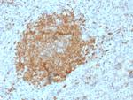 BOB.1 Antibody in Immunohistochemistry (Paraffin) (IHC (P))