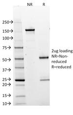 BOB.1 Antibody in SDS-PAGE (SDS-PAGE)