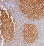BOB.1 (B-Cell Marker) Antibody in Immunohistochemistry (Paraffin) (IHC (P))