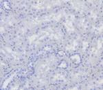 BOB.1 (B-Cell Marker) Antibody in Immunohistochemistry (Paraffin) (IHC (P))