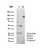 BOB.1 (B-Cell Marker) Antibody in SDS-PAGE (SDS-PAGE)
