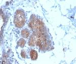 Migfilin-1/FBLIM1 Antibody in Immunohistochemistry (Paraffin) (IHC (P))