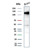 BCOR Antibody in Western Blot (WB)