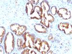 Prostate Specific Acid Phosphatase (PSAP) Antibody in Immunohistochemistry (Paraffin) (IHC (P))