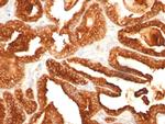 Prostate Specific Acid Phosphatase (PSAP) Antibody in Immunohistochemistry (Paraffin) (IHC (P))