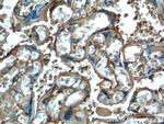 HTRA1 Antibody in Immunohistochemistry (Paraffin) (IHC (P))
