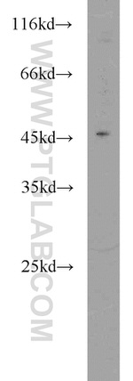 TSC22D4 Antibody in Western Blot (WB)
