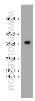 SCGF Antibody in Western Blot (WB)
