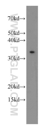 SCGF Antibody in Western Blot (WB)