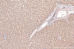 Cathepsin D Antibody in Immunohistochemistry (Paraffin) (IHC (P))