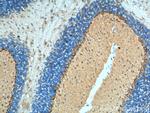 Adenosine A1 Receptor Antibody in Immunohistochemistry (Paraffin) (IHC (P))