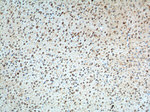Adenosine A1 Receptor Antibody in Immunohistochemistry (Paraffin) (IHC (P))