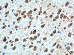 Adenosine A1 Receptor Antibody in Immunohistochemistry (Paraffin) (IHC (P))