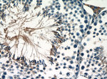 Adenosine A1 Receptor Antibody in Immunohistochemistry (Paraffin) (IHC (P))