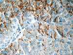 CSPG4/NG2 Antibody in Immunohistochemistry (Paraffin) (IHC (P))