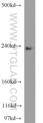 CSPG4/NG2 Antibody in Western Blot (WB)