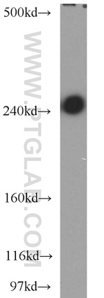 CSPG4/NG2 Antibody in Western Blot (WB)
