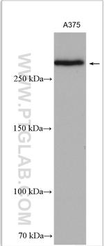 CSPG4/NG2 Antibody in Western Blot (WB)