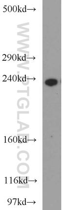 CSPG4/NG2 Antibody in Western Blot (WB)