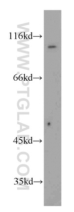 ELF1 Antibody in Western Blot (WB)