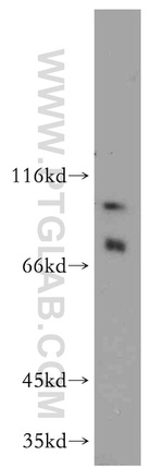 ELF1 Antibody in Western Blot (WB)