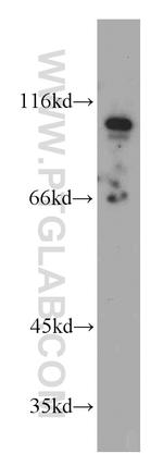 ELF1 Antibody in Western Blot (WB)