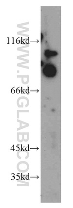 ELF1 Antibody in Western Blot (WB)