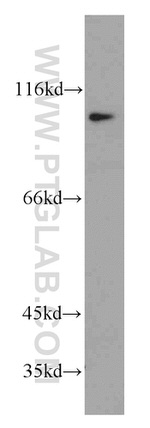 ELF1 Antibody in Western Blot (WB)