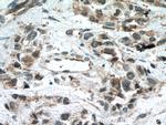 MKK7 Antibody in Immunohistochemistry (Paraffin) (IHC (P))
