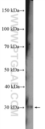 EMX1 Antibody in Western Blot (WB)