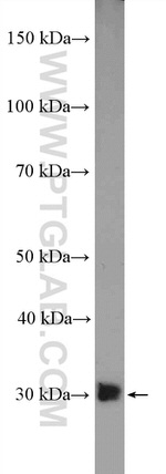 EMX1 Antibody in Western Blot (WB)